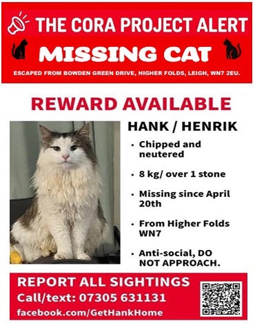HANK - CAT